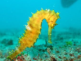 Yellow Thorny Seahorse Underwater Portrait