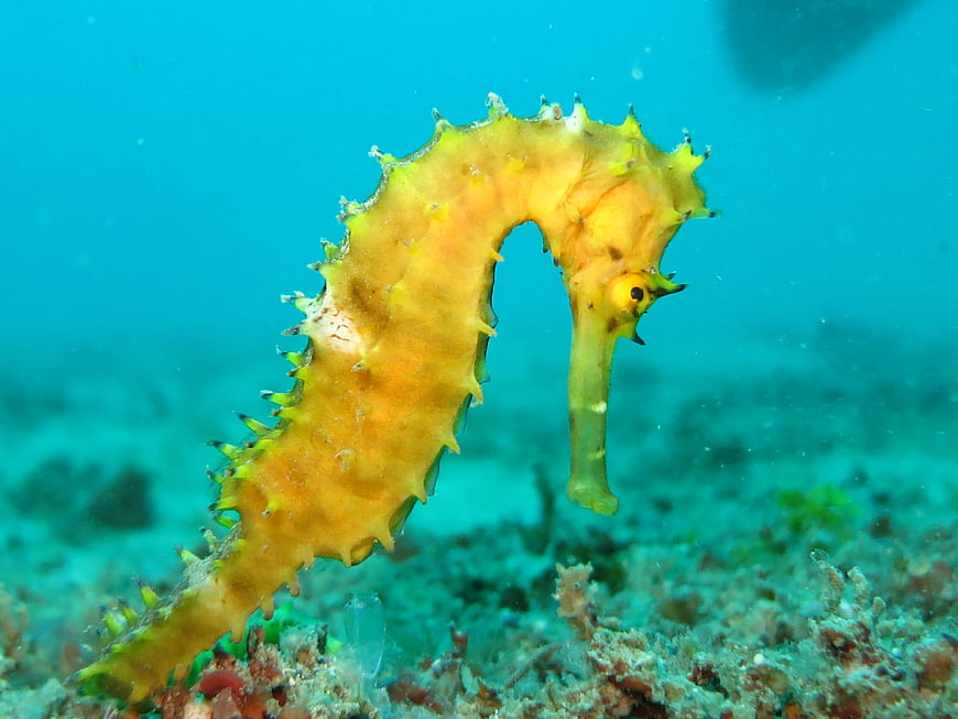 Yellow Thorny Seahorse Underwater Portrait