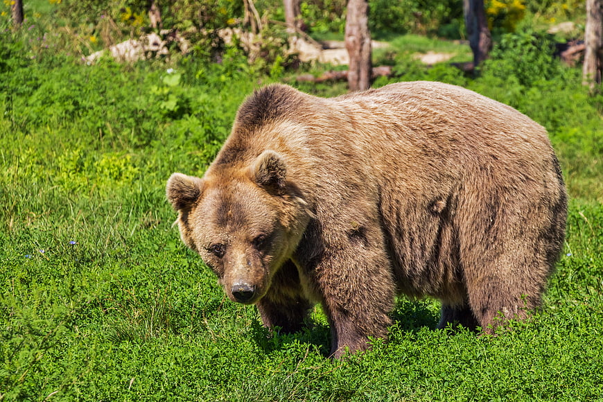 Brown Bear Walking in Green Grassy Meadow