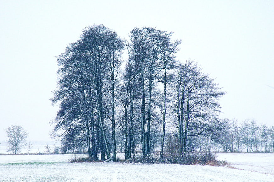 Solitary bare trees in a snowy winter landscape