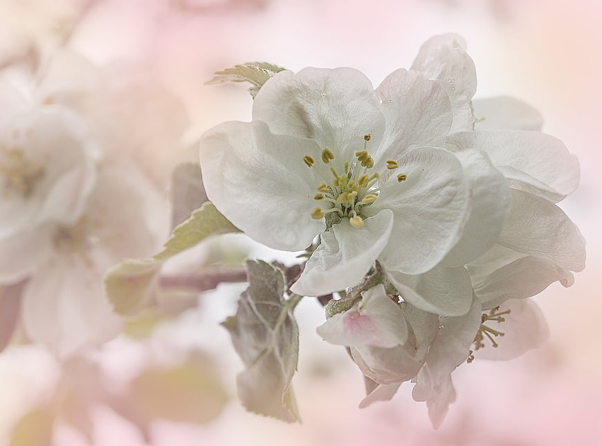 Close-up of white apple blossoms on a branch with soft pink background