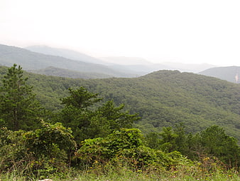 Misty Green Mountain Landscape with Pine Trees and Forest