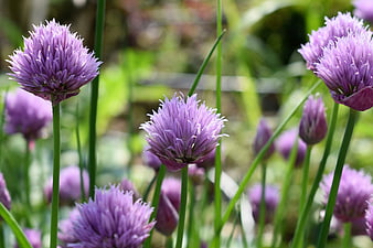 Close-up of blooming purple chive flowers in garden
