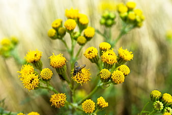 Close-up of a fly on yellow groundsel flowers in nature