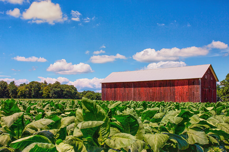 Red Barn in Lush Green Tobacco Field Under Blue Sky