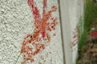 Close-up of Red Fountain Grass Against White Wall