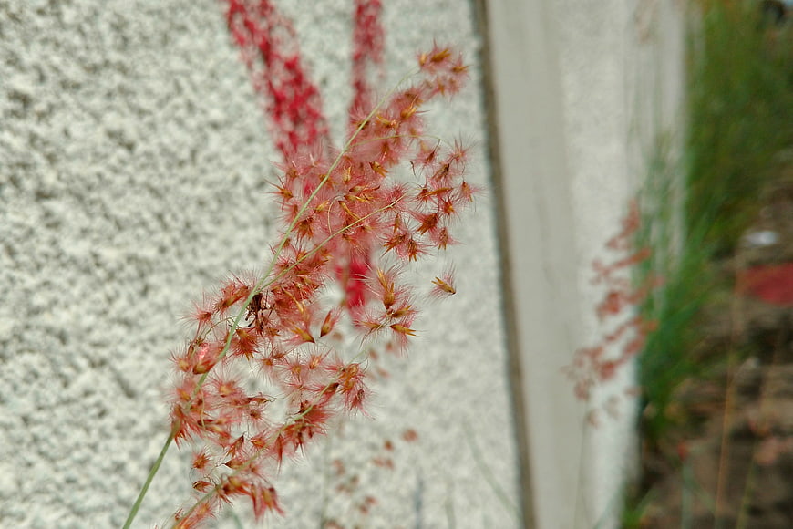 Close-up of Red Fountain Grass Against White Wall