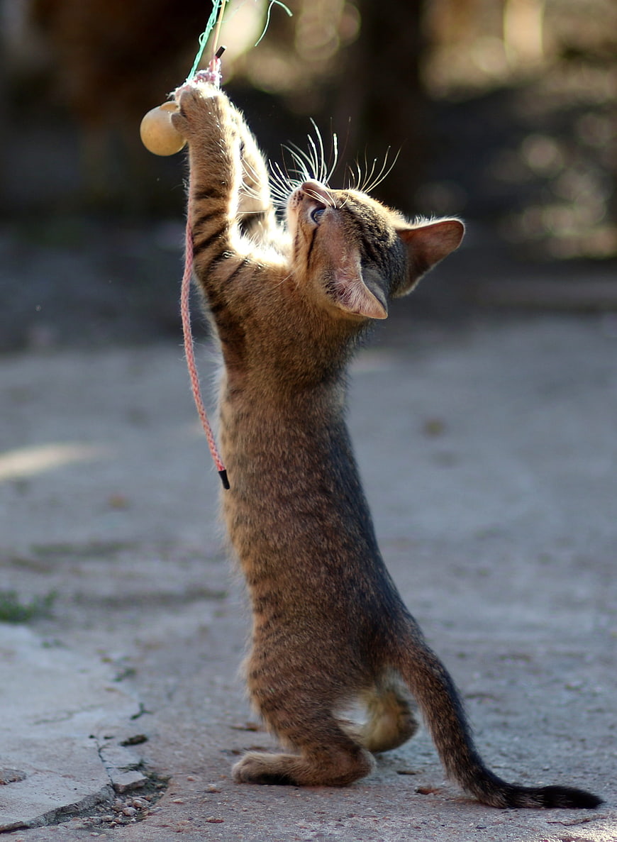Cute Tabby Kitten Reaching Up To Play With Hanging String Toy