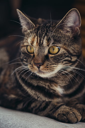 Close-up portrait of a brown tabby cat with yellow eyes