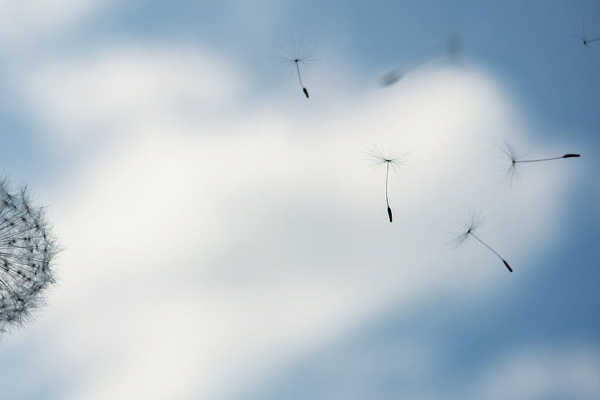 Dandelion seeds floating in the blue sky with clouds