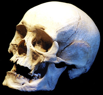Human Skull Side View on Black Background