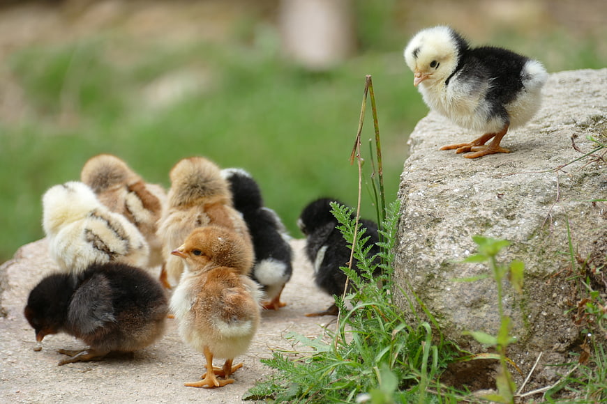 Cute baby chicks exploring outdoors on a rock