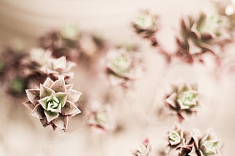 Soft Focus Succulent Plant with Blurred Background