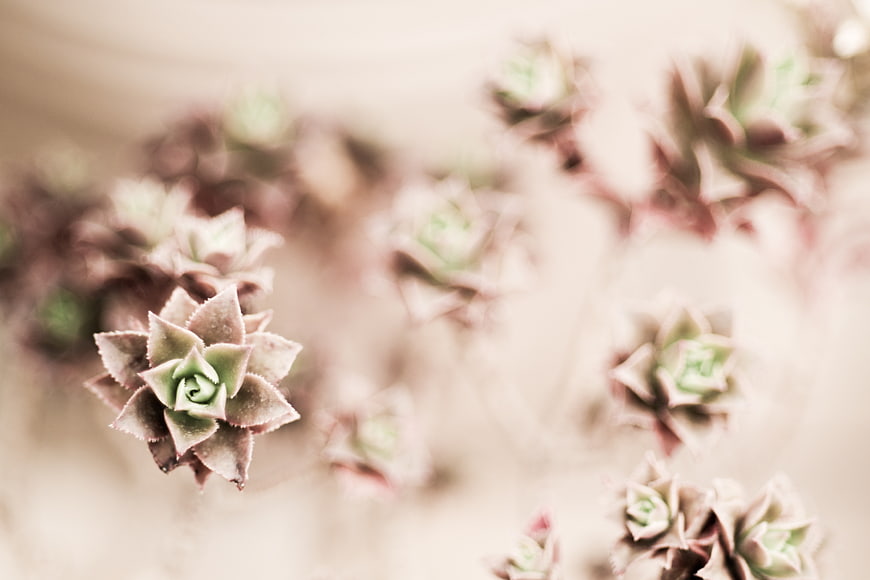Soft Focus Succulent Plant with Blurred Background