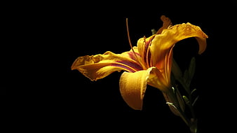Yellow Daylily Flower Isolated on Black Background