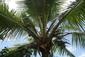 Low angle view of coconut palm tree against blue sky