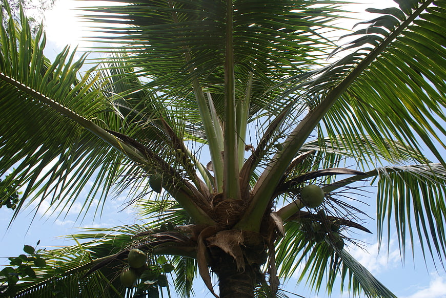 Low angle view of coconut palm tree against blue sky