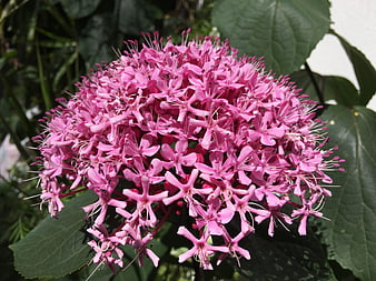 Close-up of vibrant pink Clerodendrum flower cluster