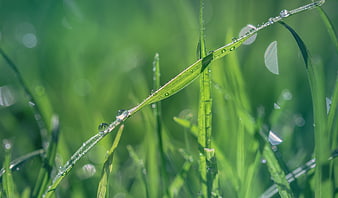 Close-up of green grass blades with morning dew drops