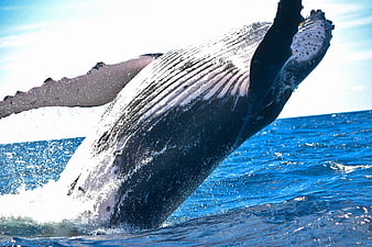 Humpback whale breaching ocean surface with splashing water