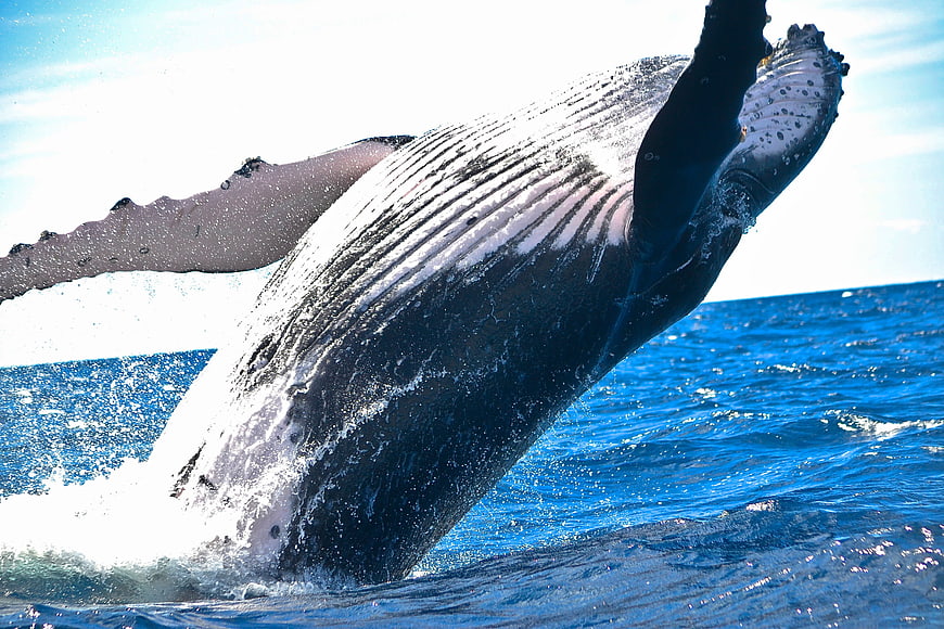 Humpback whale breaching ocean surface with splashing water