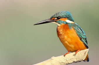Common Kingfisher Perched on Branch with Blue and Orange Feathers
