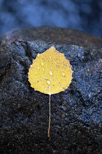 Yellow autumn leaf with water droplets on wet rock