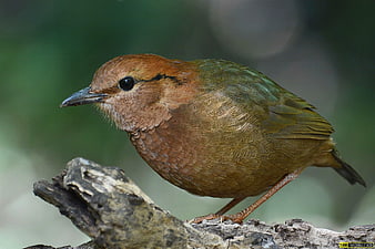 Rufous-headed Ground Cuckoo perched on a branch