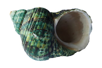 Green and Yellow Spiral Seashell on White Background