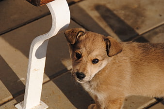 Cute Brown Puppy Standing On Concrete Pavers In Sunlight