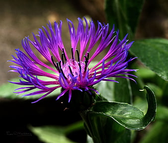 Close-up of vibrant purple knapweed flower with green leaves
