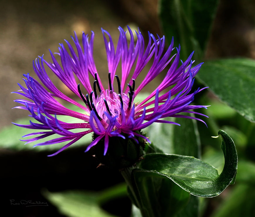 Close-up of vibrant purple knapweed flower with green leaves