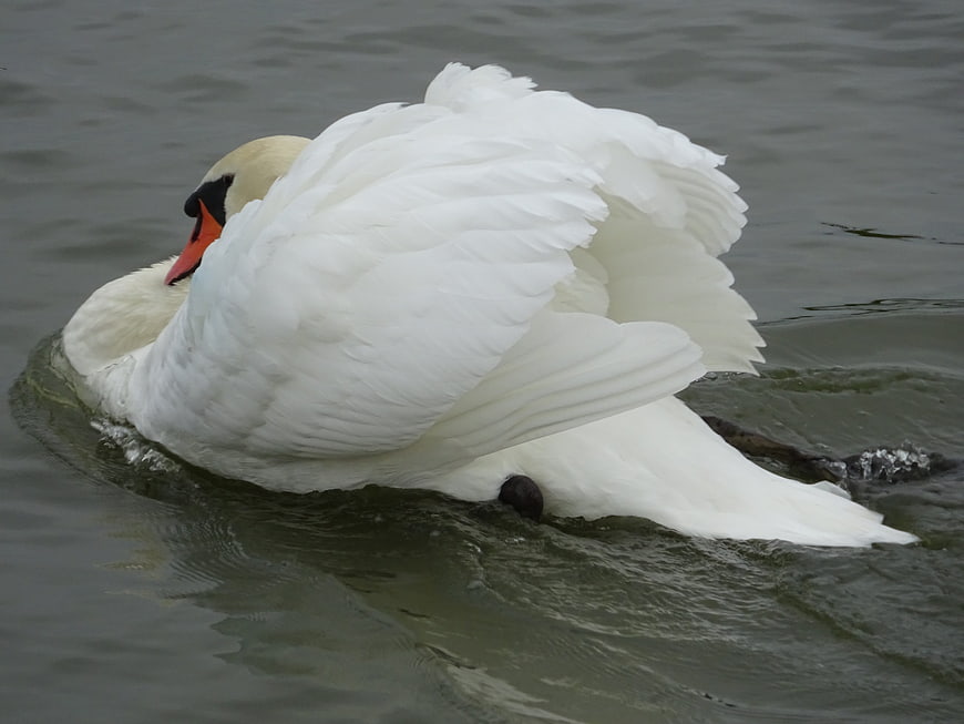 White Mute Swan Preening Feathers on Calm Water