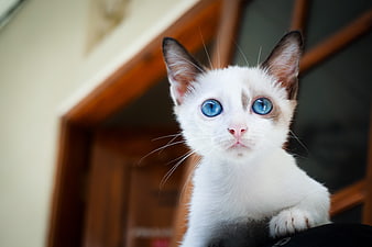 Cute White Kitten with Blue Eyes Looking Up