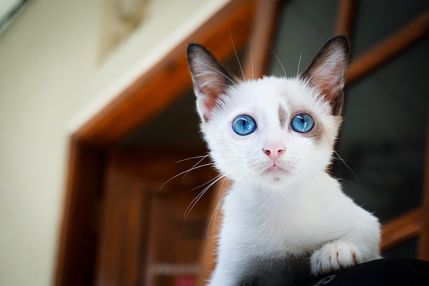 Cute White Kitten with Blue Eyes Looking Up