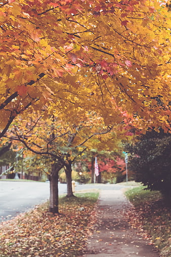 Vibrant Autumn Maple Trees Lining a Suburban Sidewalk
