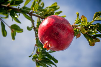 Ripe red pomegranate fruit hanging on a tree branch against blue sky