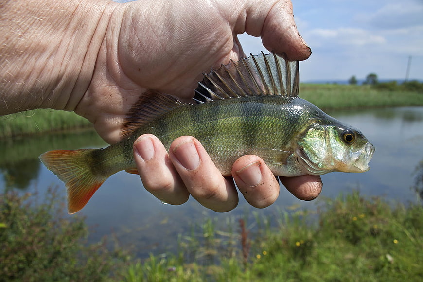 Hand holding European perch fish near river