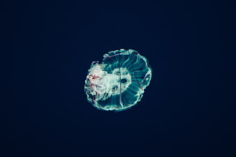 Bioluminescent Moon Jellyfish Floating in Deep Blue Ocean Water