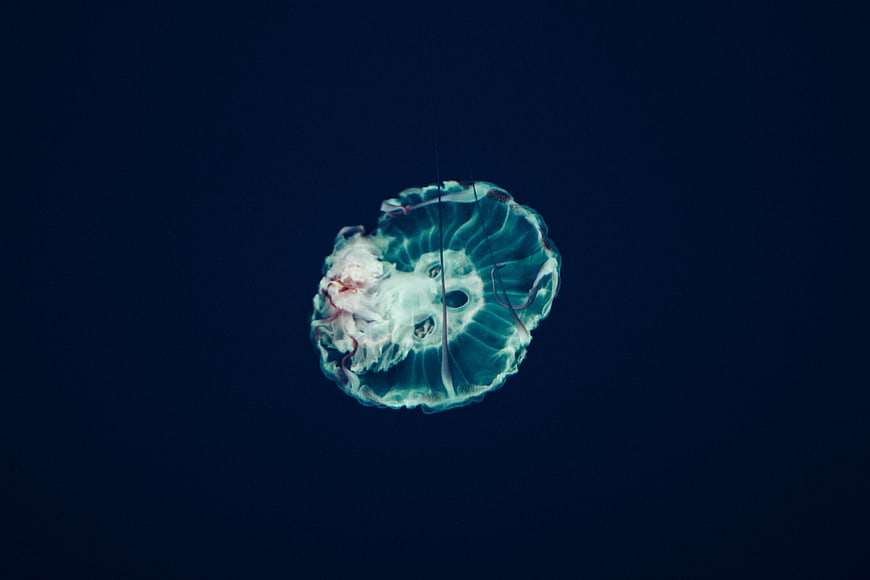 Bioluminescent Moon Jellyfish Floating in Deep Blue Ocean Water