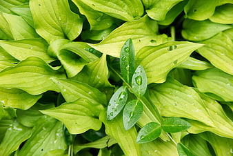 Close-up of wet green hosta leaves with water droplets
