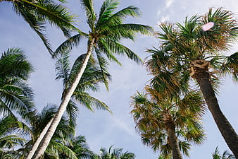 Low angle view of tall palm trees against blue sky