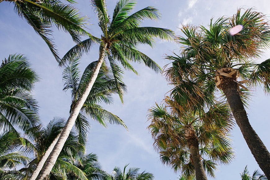 Low angle view of tall palm trees against blue sky