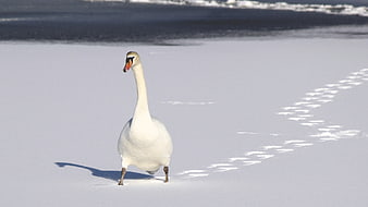 White Swan Walking on Snow with Footprints