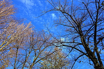 Bare tree branches against a vibrant blue sky