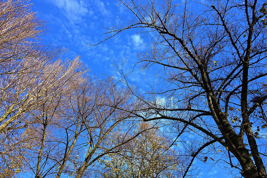 Bare tree branches against a vibrant blue sky
