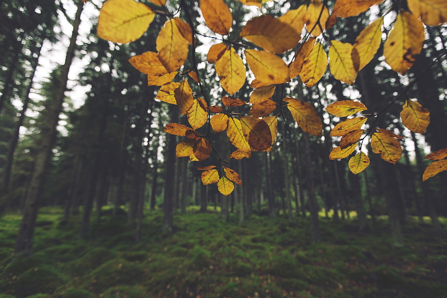 Yellow Autumn Leaves Hanging in a Green Forest