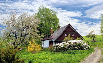 Rustic red cottage with blooming trees and garden in spring