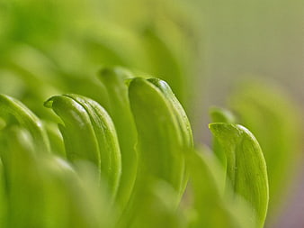 Macro Close-Up of Fresh Green Plant Leaves