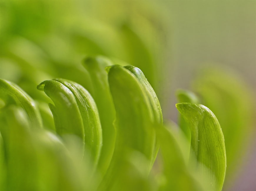 Macro Close-Up of Fresh Green Plant Leaves